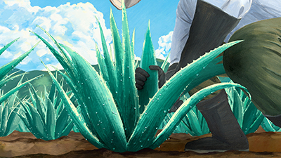 aloe02